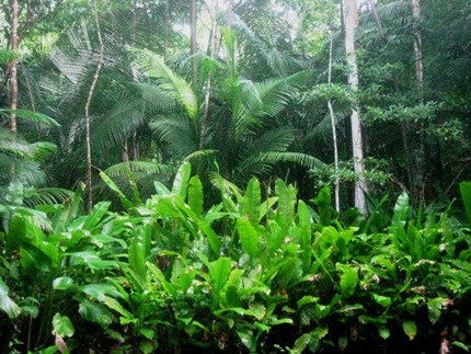 generic jungle green