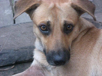Rosario family dog