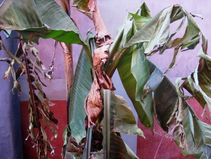 banana in winter