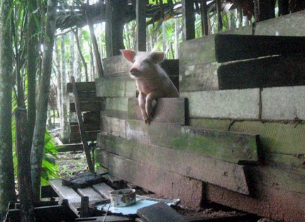 a Rosario family pig