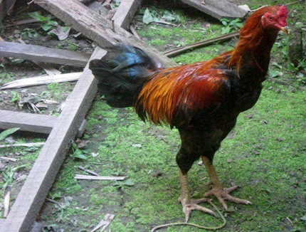 a Rosario rooster