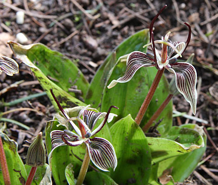fetid adder's tongue flowers