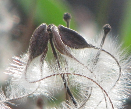 clematis seed cluster