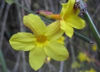 delicate yellow bloom