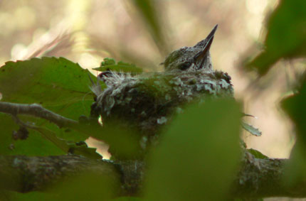 baby hummingbird head 
