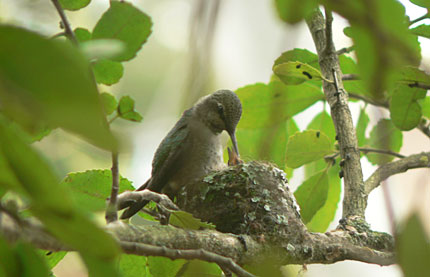 baby hummingbird reaches up for mama