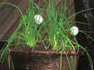 eggs'n'chives