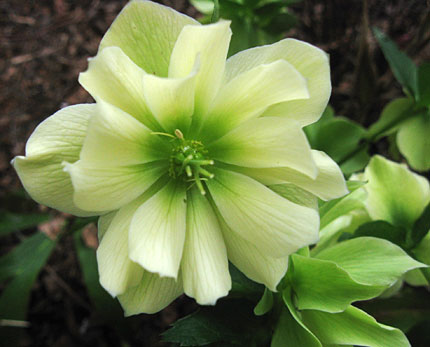yellow double-flowered mystery