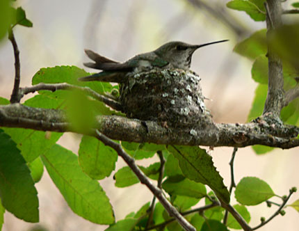 nesting hummingbird