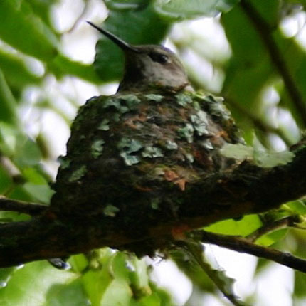 mama hummingbird