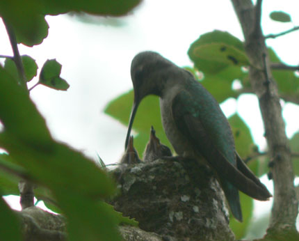 mother hummer feeding babies