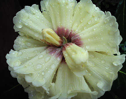 what famous plant am I?