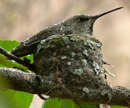 wet mother hummingbird