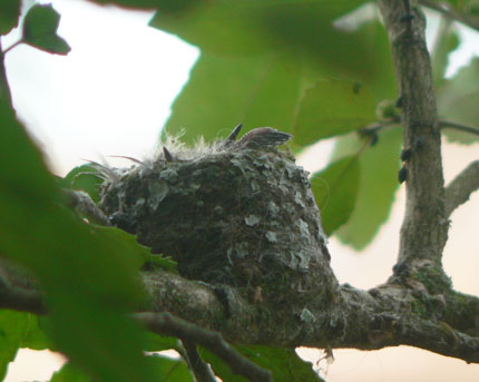 baby fuzz and a wing