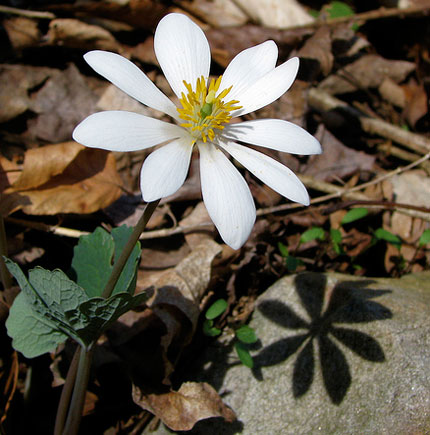 white bloodroot