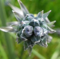 tip of camassia