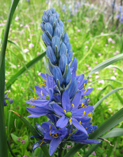 camassia opening from bottom up
