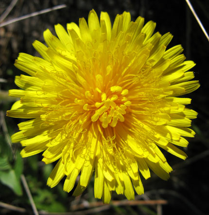 dandy flower