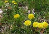 dandelions & wildflowers