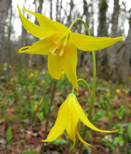 delicate yellow lily-like flowers