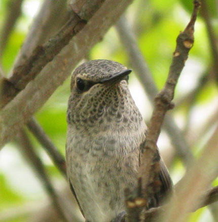 head on shot of a hummer