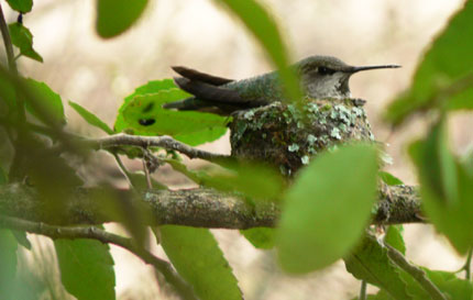 mama hummer facing right