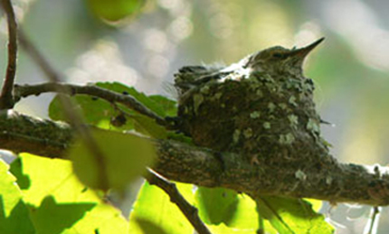 hummer baby facing right