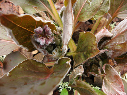 tight buds and mottled leaves