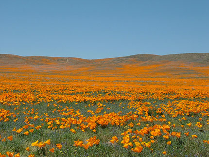 Antelope Valley poppies