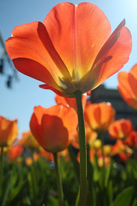 orange tulips