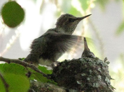 fledgling tests wings in nest