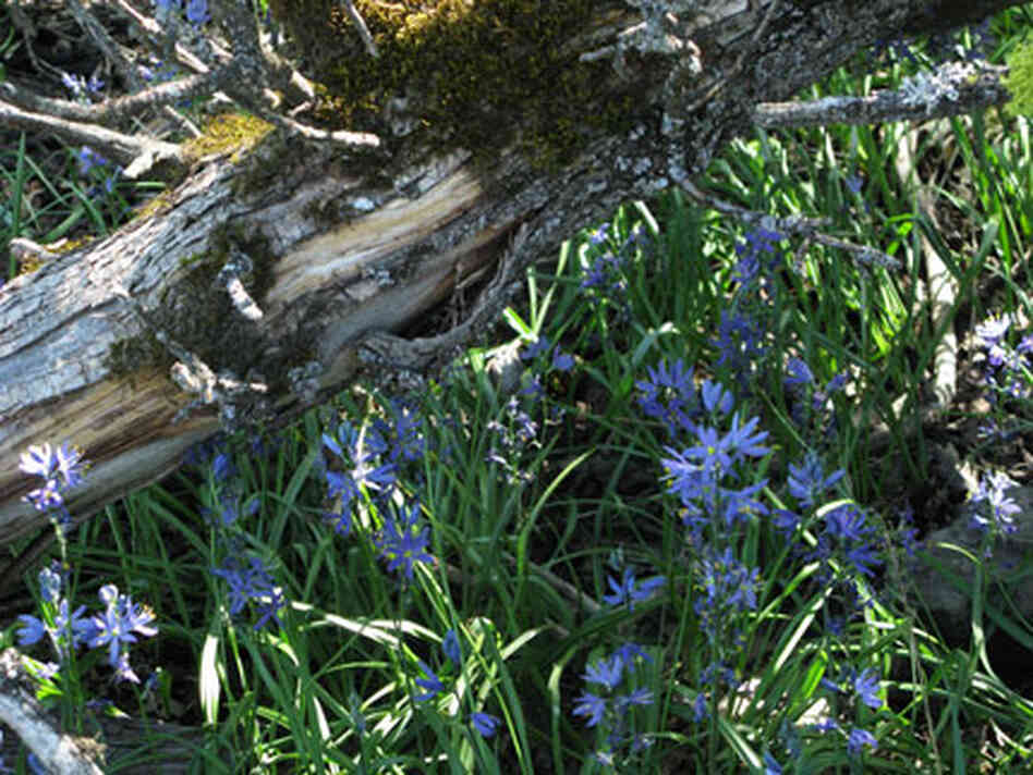 One of the last gasps of tall, starry camassia in this wildflower reserve: a wet shaded depression w One of the last gasps of tall, starry camassia in this wildflower reserve: a wet shaded depression w