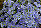 blue hepatica in bloom