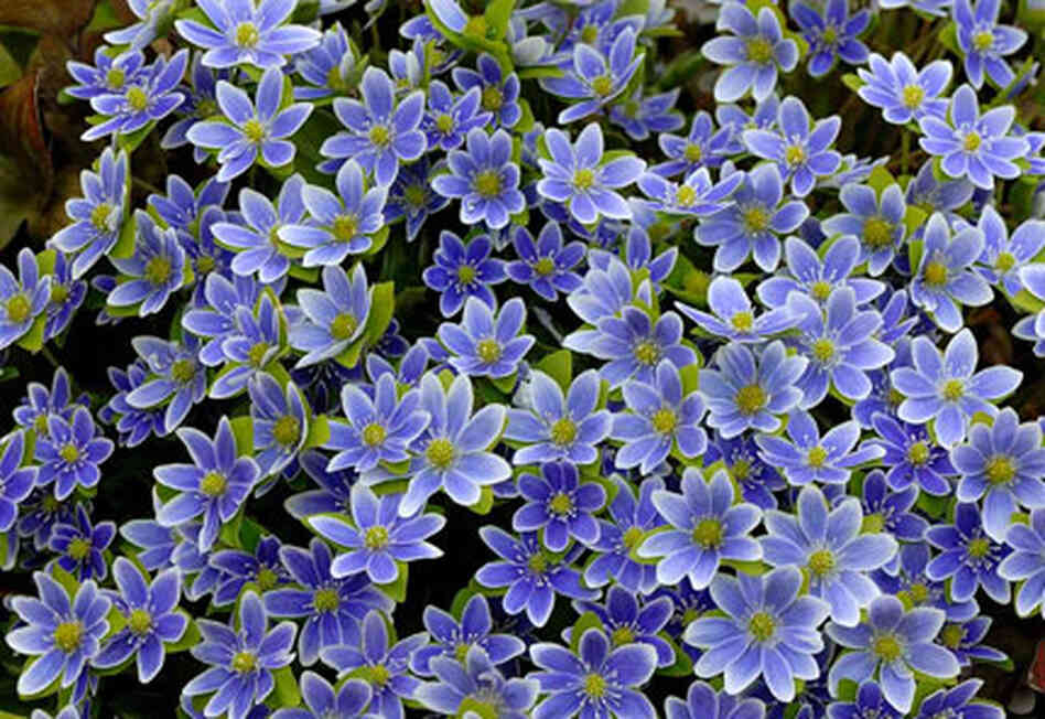 blue hepatica in bloom blue hepatica in bloom