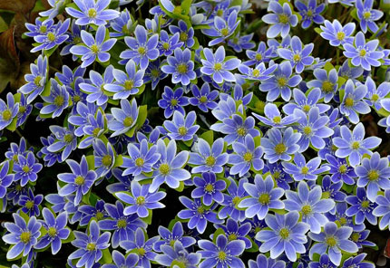 blue hepatica in bloom