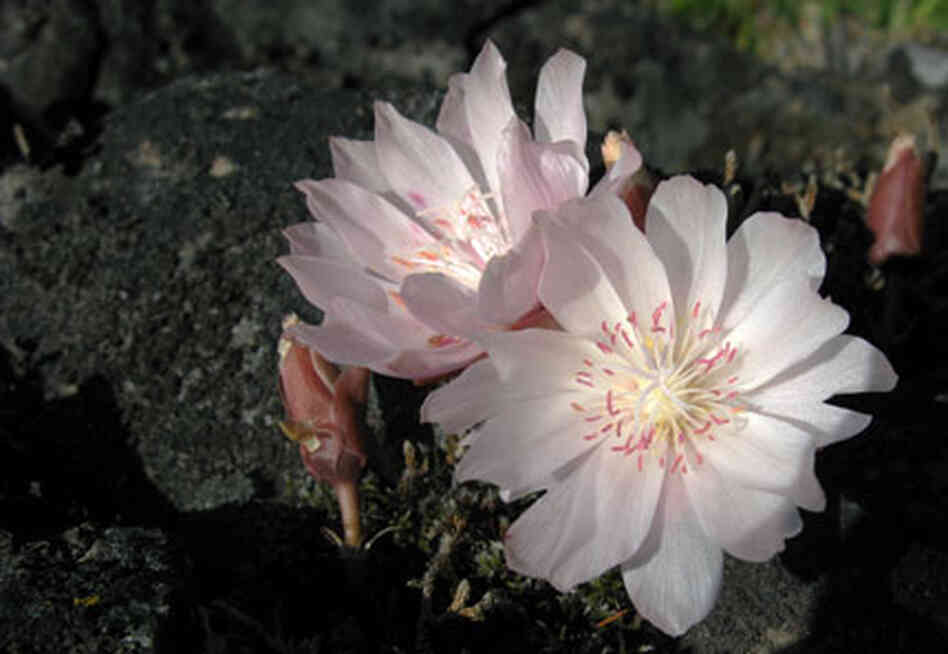 bitterroot bitterroot