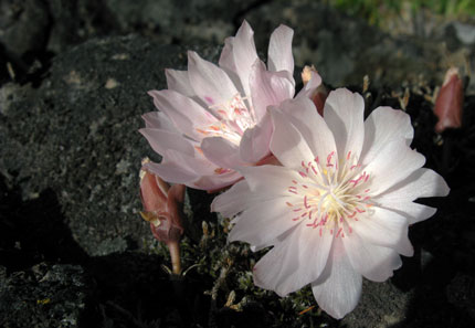 bitterroot