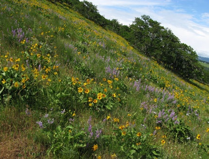 lupine hill