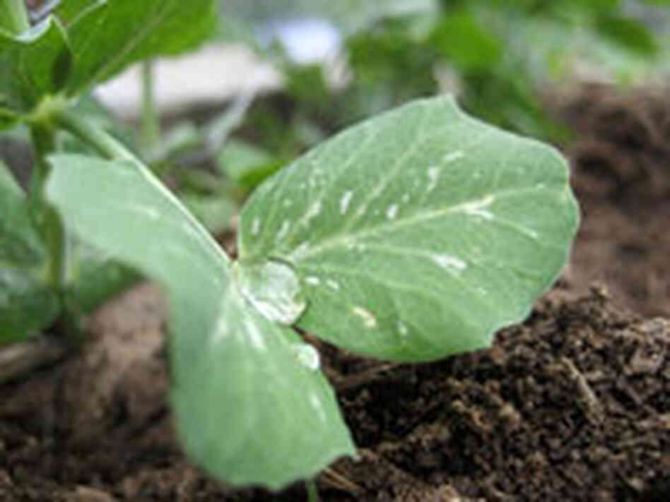 pea leaf pea leaf