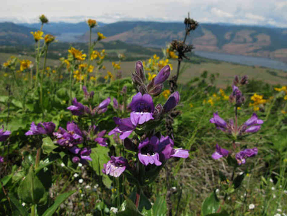 penstemon penstemon