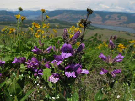 penstemon