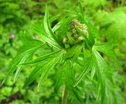 shy larkspur