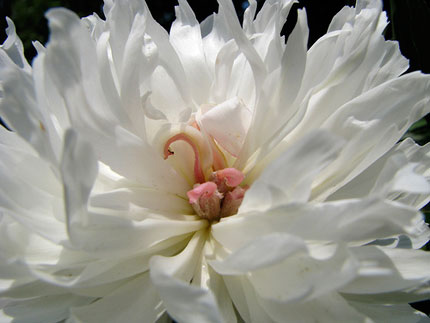 sleeping swan within a peony
