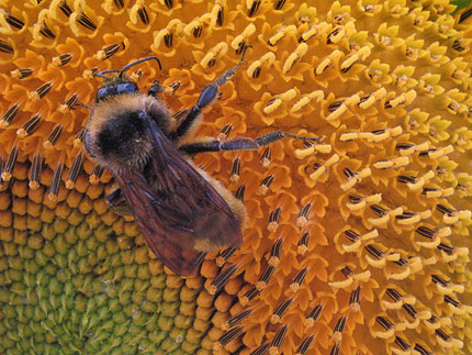 bee deep in sunflower