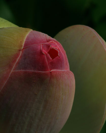 extreme close-up lotus in bud