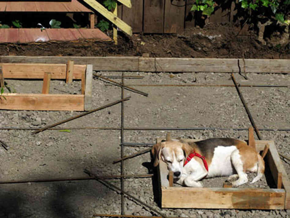 beagle in construction site beagle in construction site