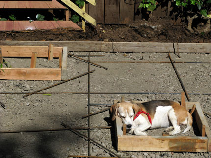 beagle in construction site