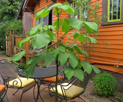 parasol trees in the courtyard