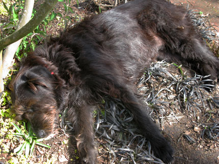 brown dog lying in black mondo