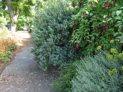 shrub pruned to scale